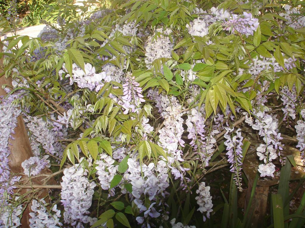 Campos do Jordão Sitio Nossa Senhora De Loreto מראה חיצוני תמונה